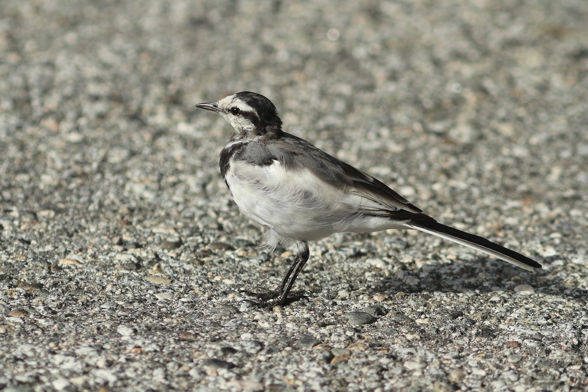 White Wagtail - ML641928181