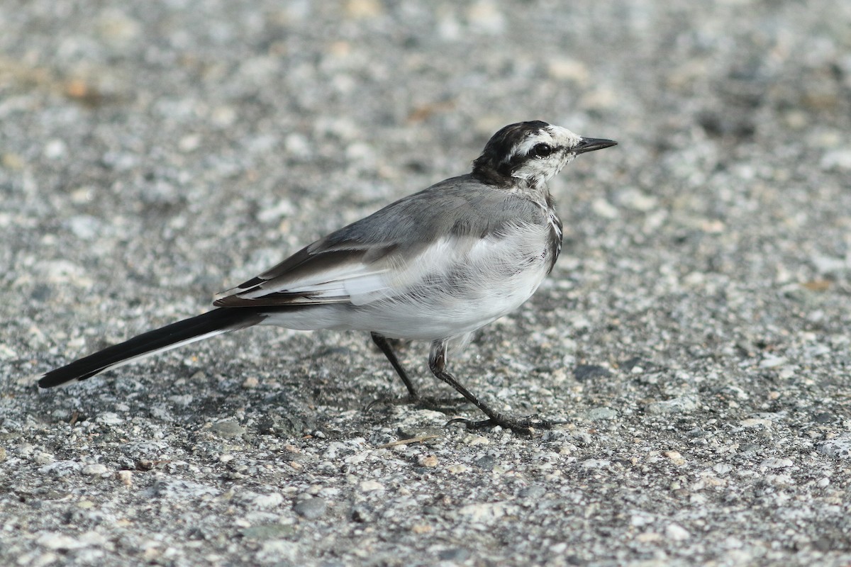 White Wagtail - ML641928182