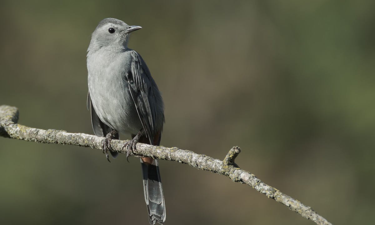 Gray Catbird - ML641928206