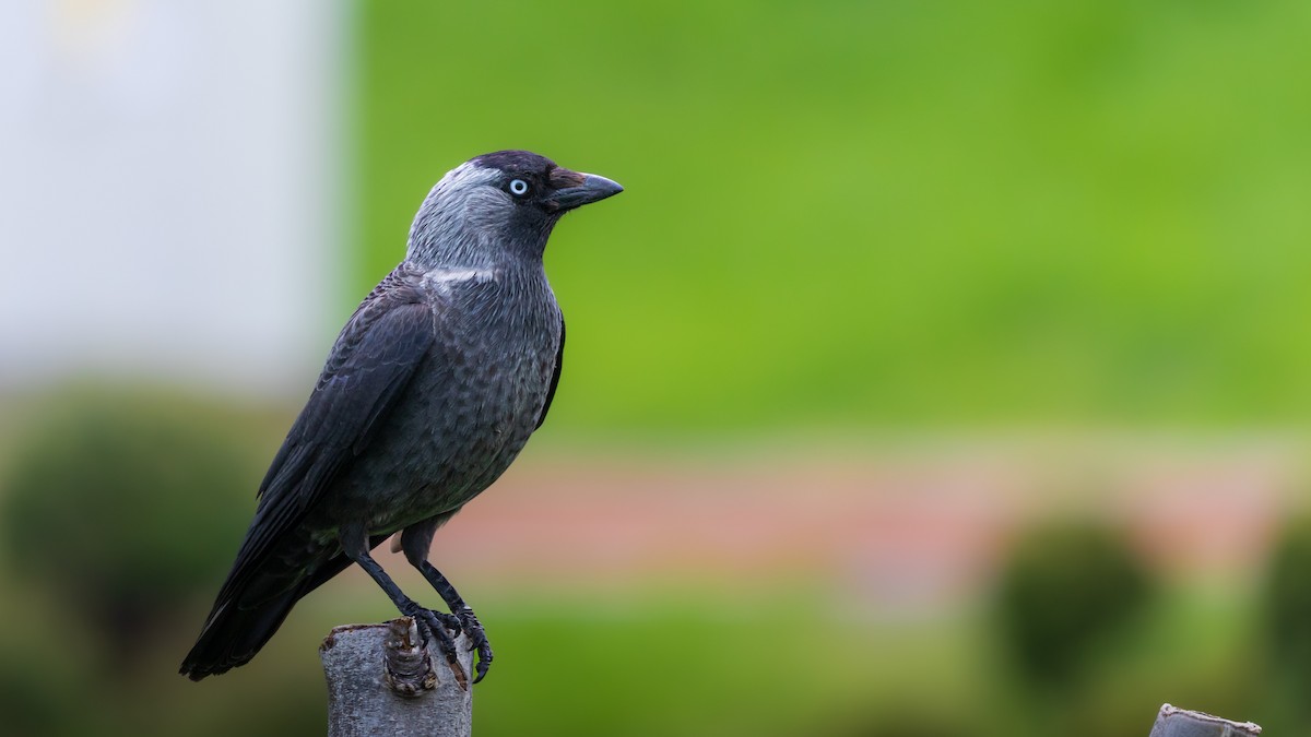 Eurasian Jackdaw - ML641928216