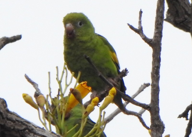 Yellow-chevroned Parakeet - ML641928217