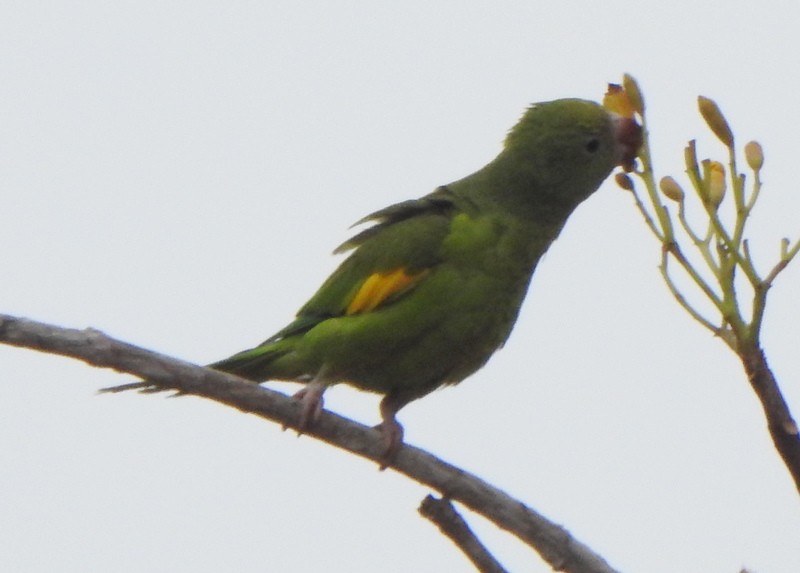 Yellow-chevroned Parakeet - ML641928218