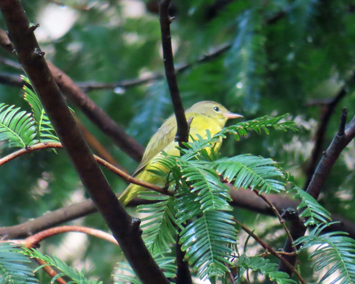 Mourning Warbler - ML641928241