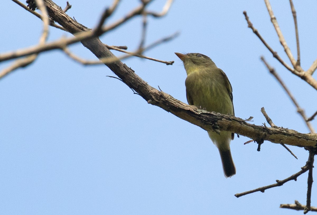 Yellow-bellied Flycatcher - ML641928251