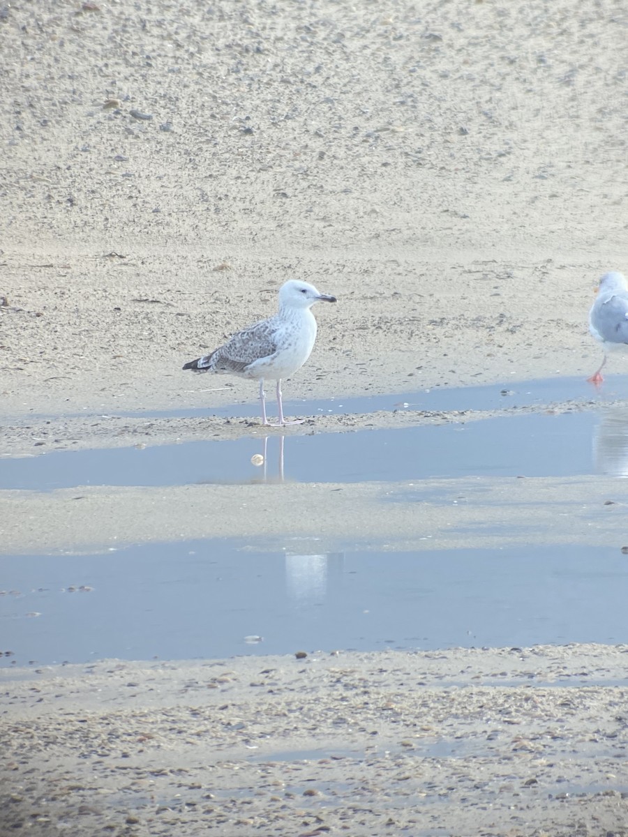 Caspian Gull - ML641928253