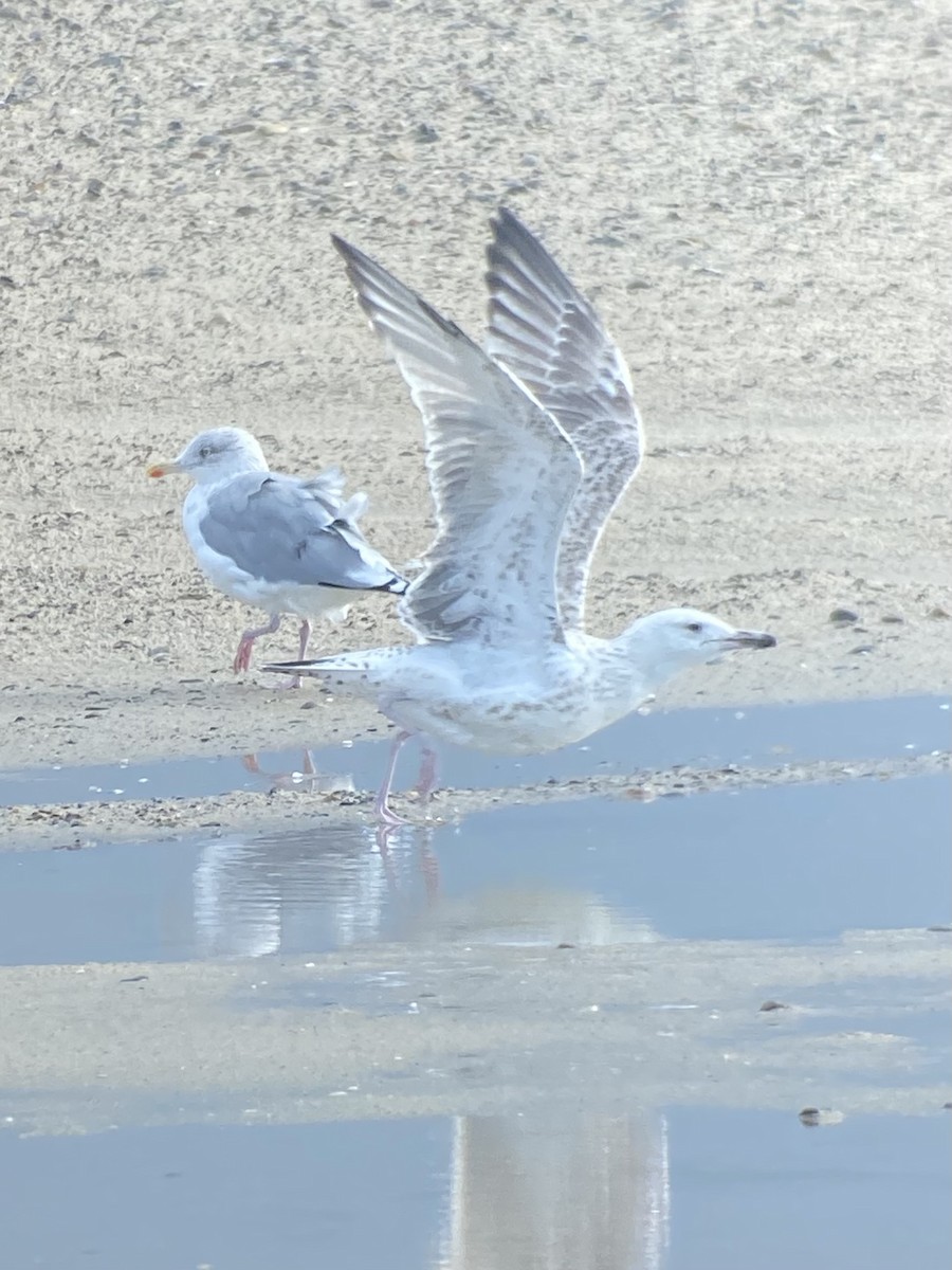 Caspian Gull - ML641928254