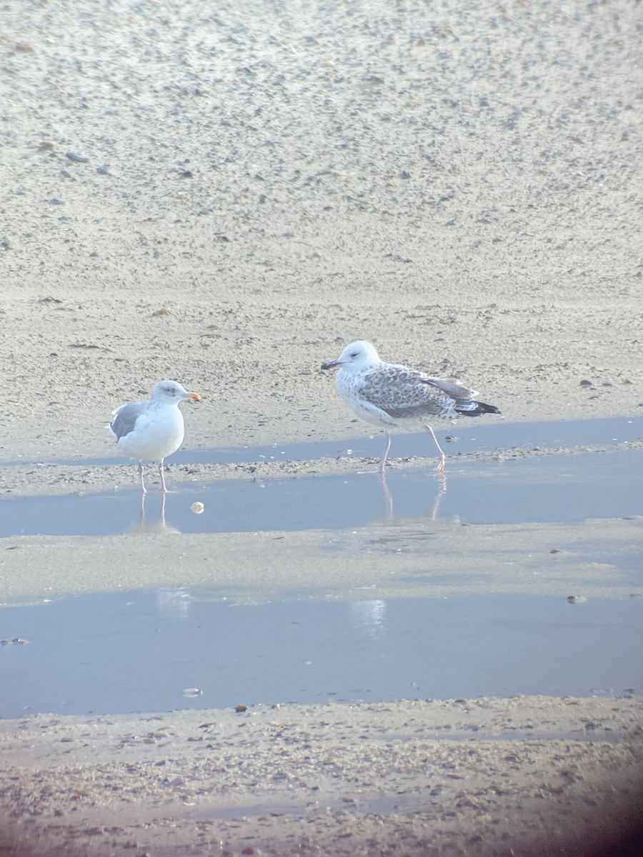 Caspian Gull - ML641928255