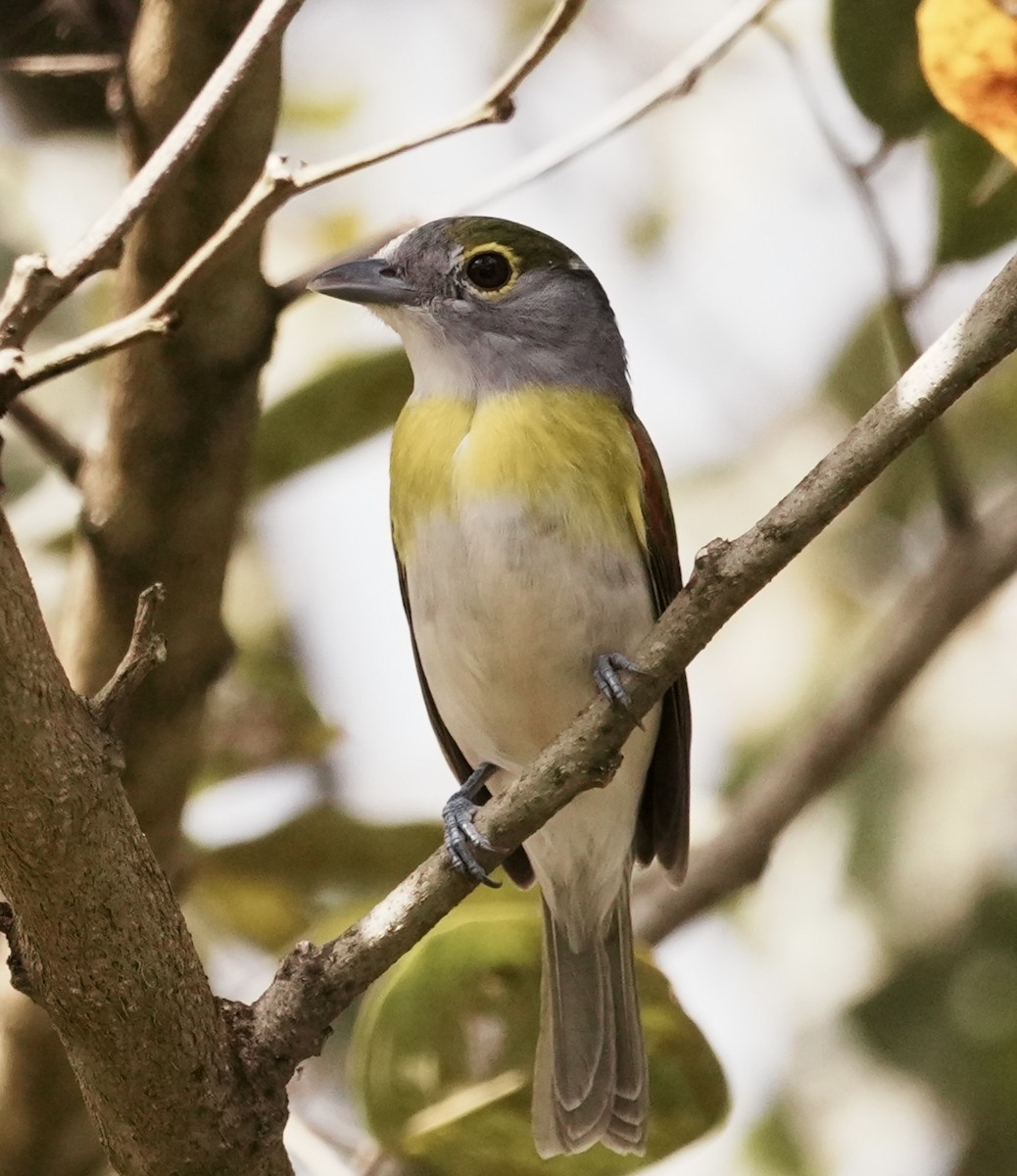 Green-backed Becard (Green-backed) - ML641928272