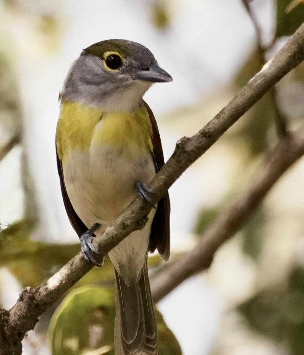 Green-backed Becard (Green-backed) - ML641928273