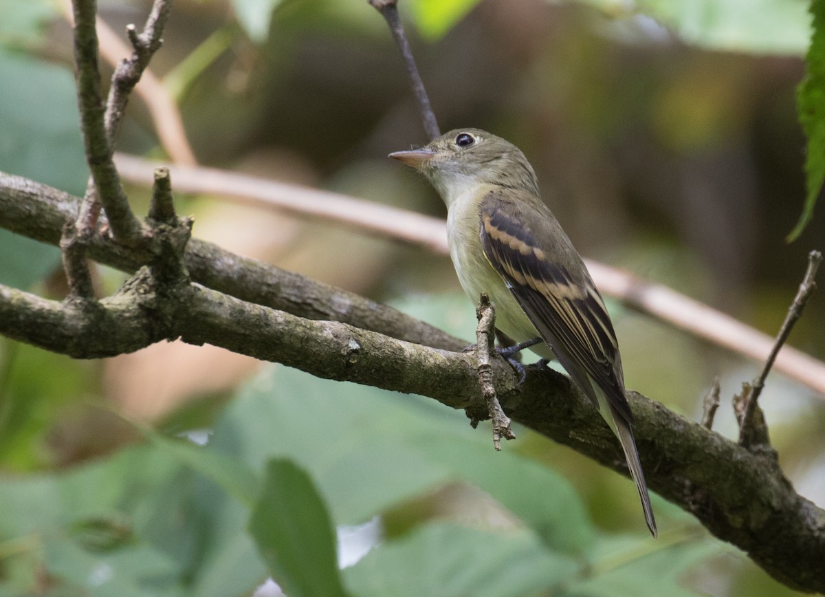 Acadian Flycatcher - ML641928274