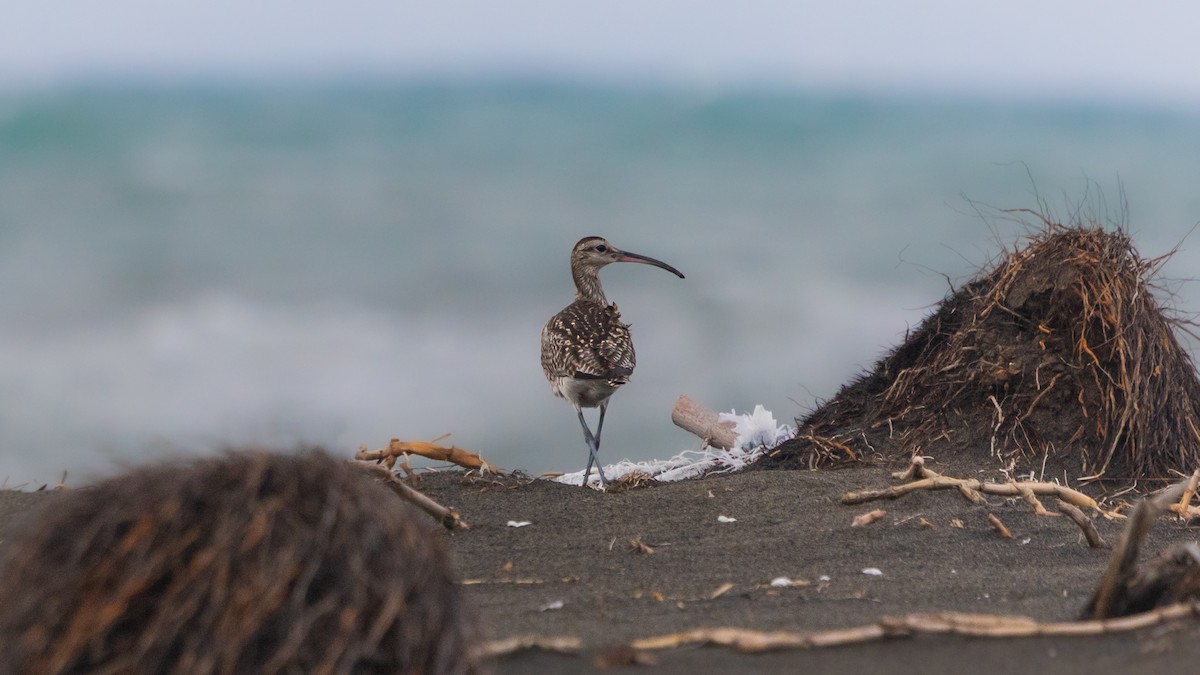 Whimbrel - ML641928278