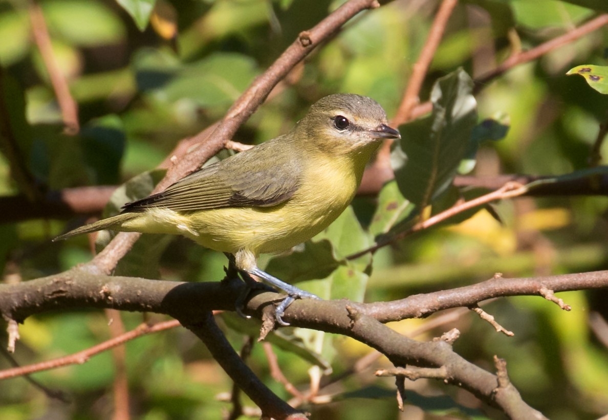 Philadelphia Vireo - ML641928315