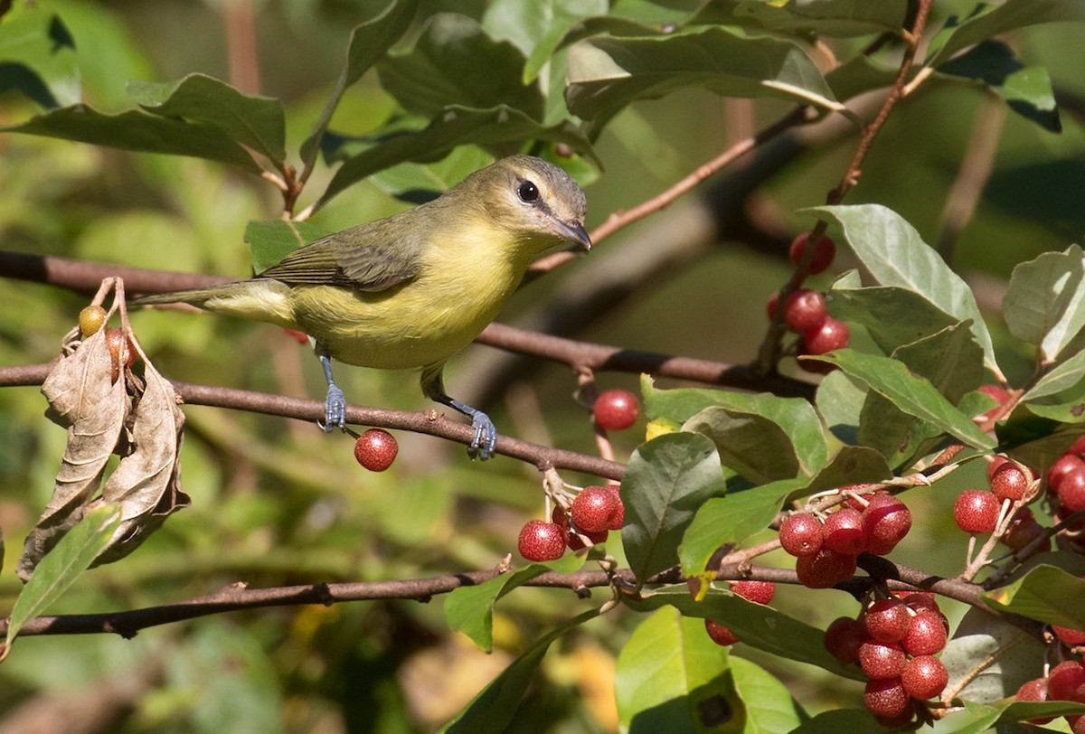 Philadelphia Vireo - ML641928317