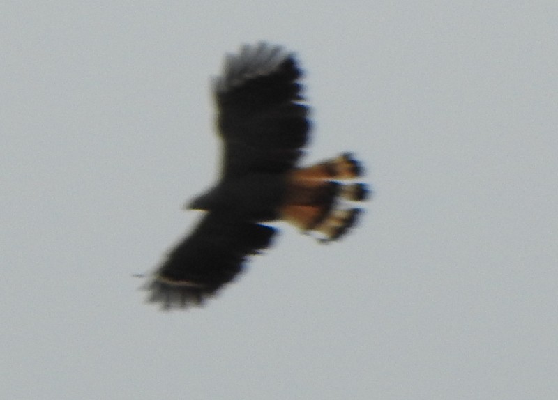 Crane Hawk - ML641928327