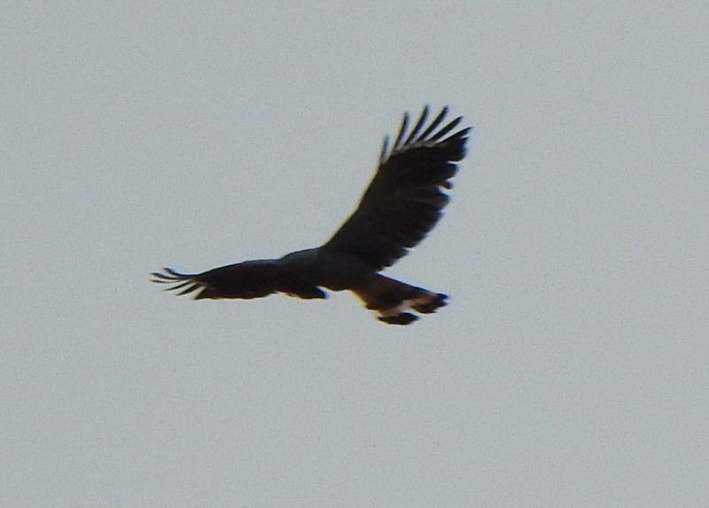 Crane Hawk - ML641928328