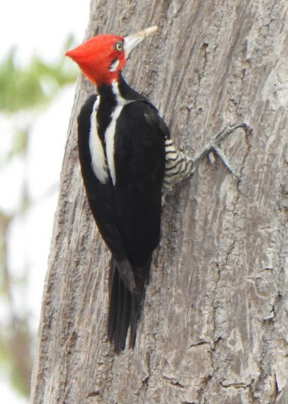 Crimson-crested Woodpecker - ML641928336