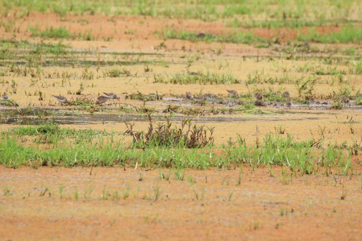 Pectoral Sandpiper - ML641928338