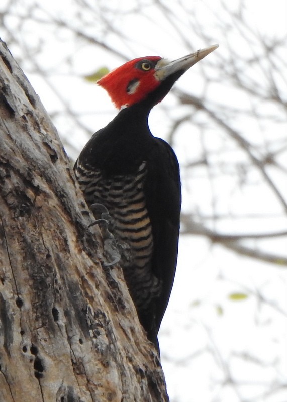 Crimson-crested Woodpecker - ML641928339