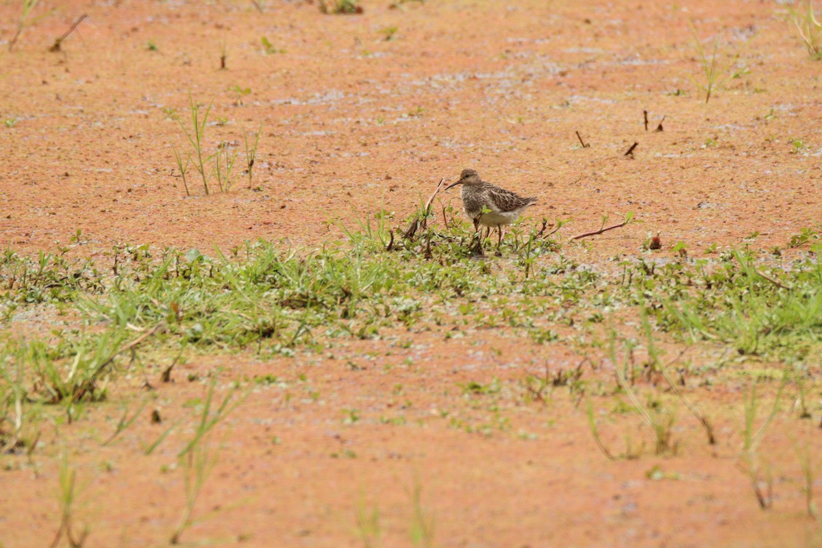 Pectoral Sandpiper - ML641928340