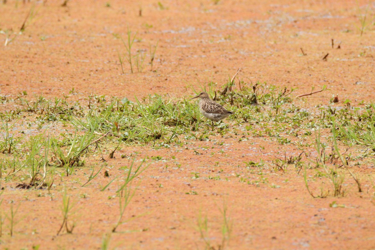 Pectoral Sandpiper - ML641928341