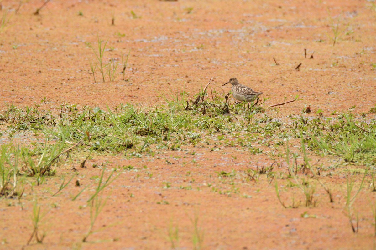 Pectoral Sandpiper - ML641928342