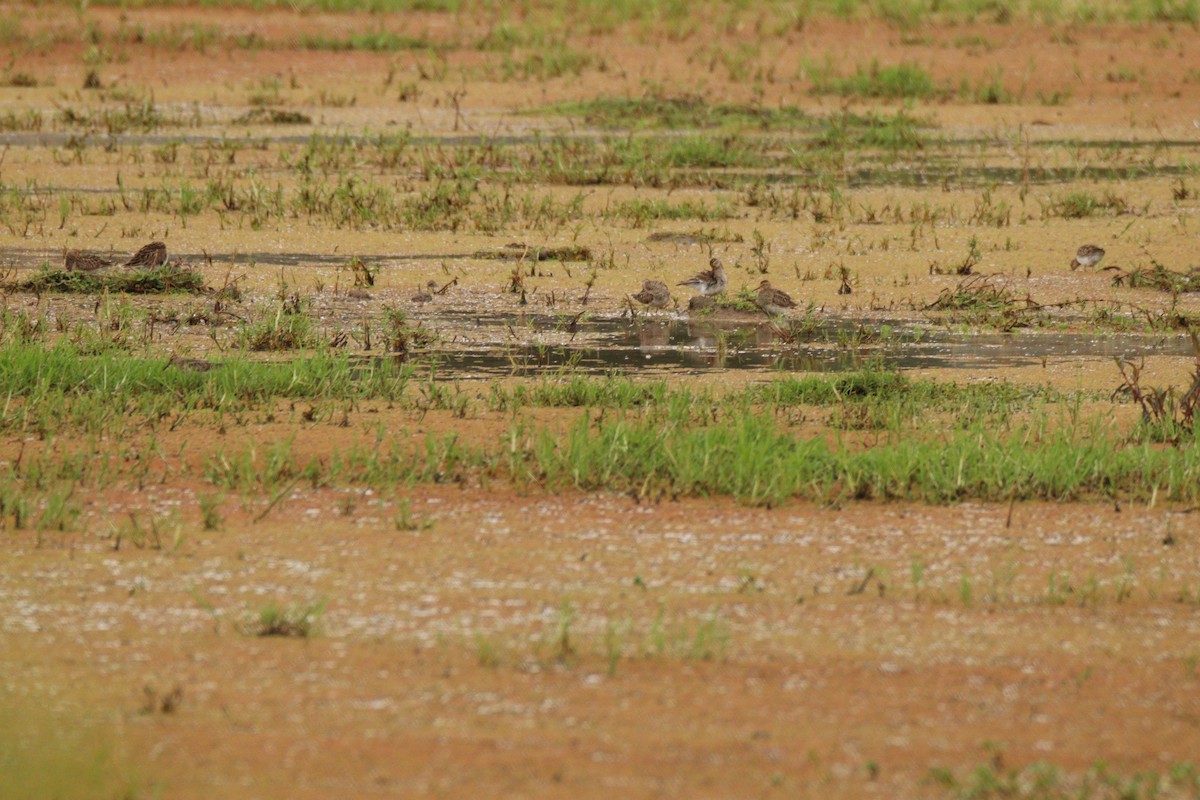 Pectoral Sandpiper - ML641928343