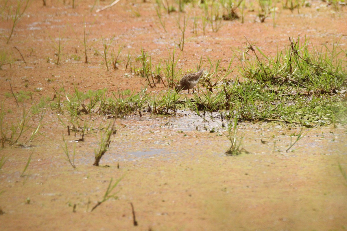 Pectoral Sandpiper - ML641928346