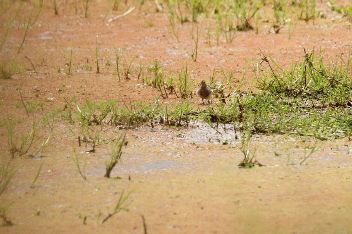 Pectoral Sandpiper - ML641928347