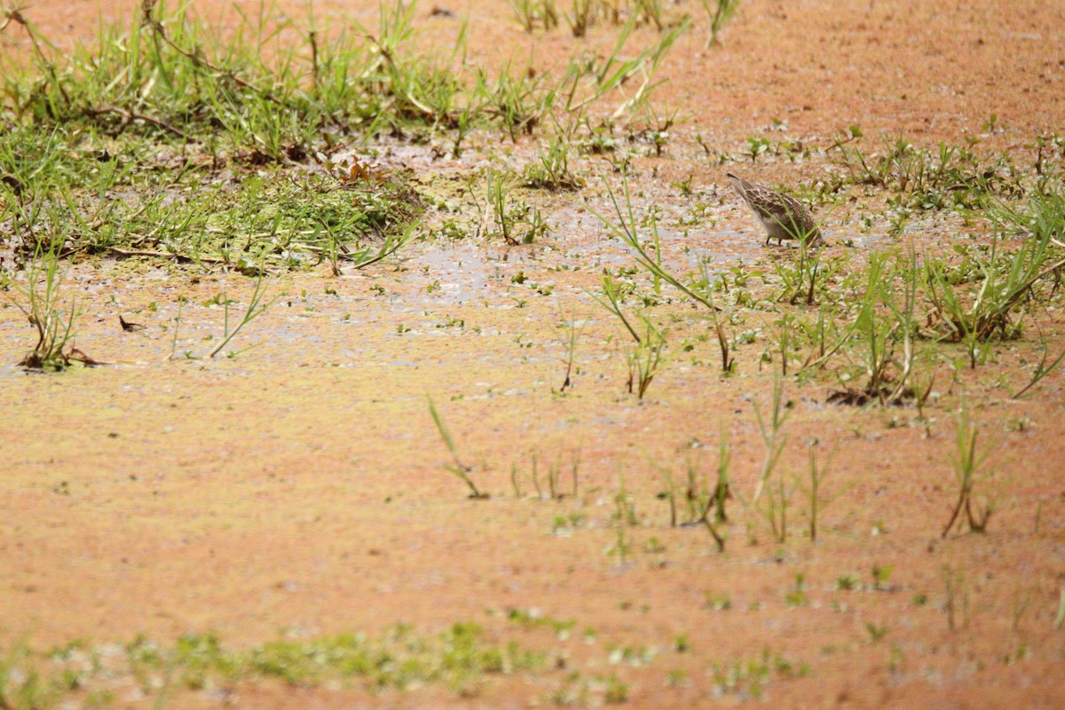 Pectoral Sandpiper - ML641928349