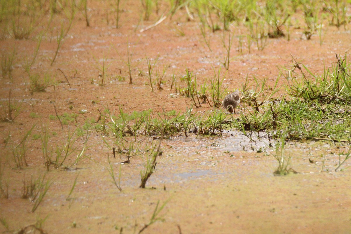 Pectoral Sandpiper - ML641928350
