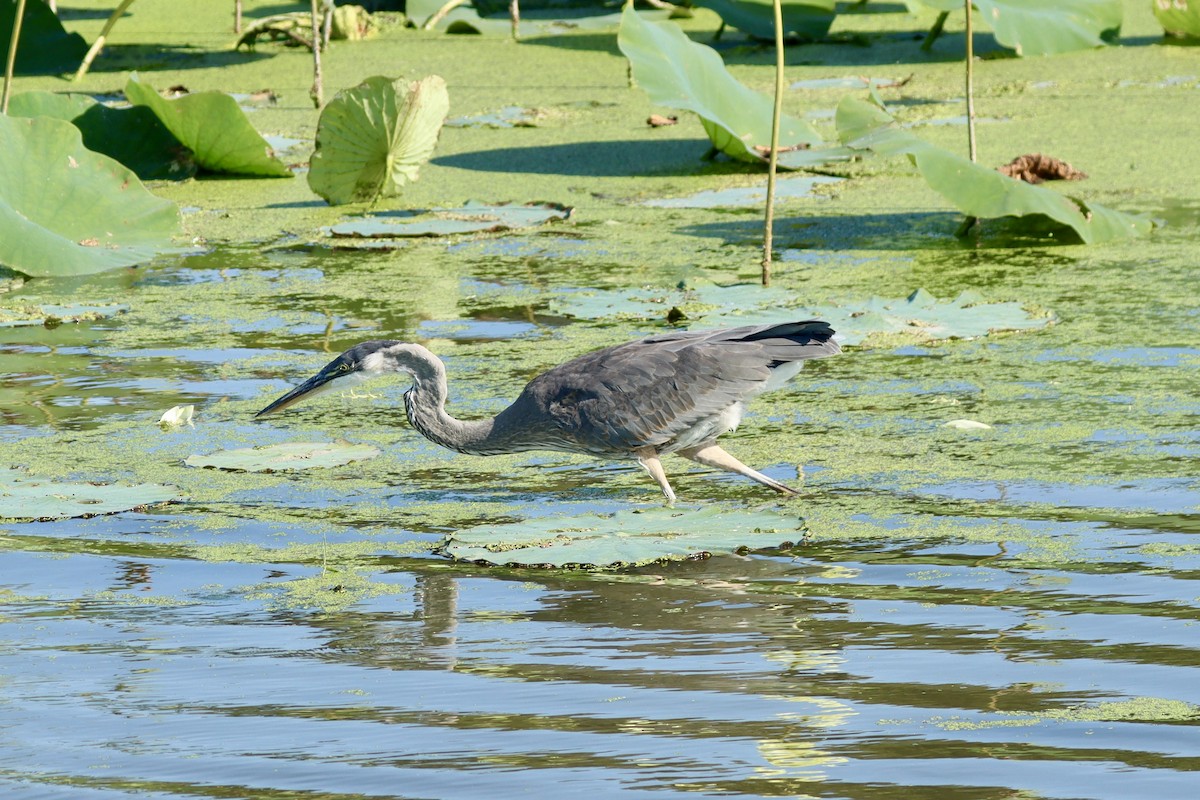 Great Blue Heron - ML641928354