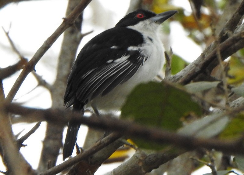 Great Antshrike - ML641928359