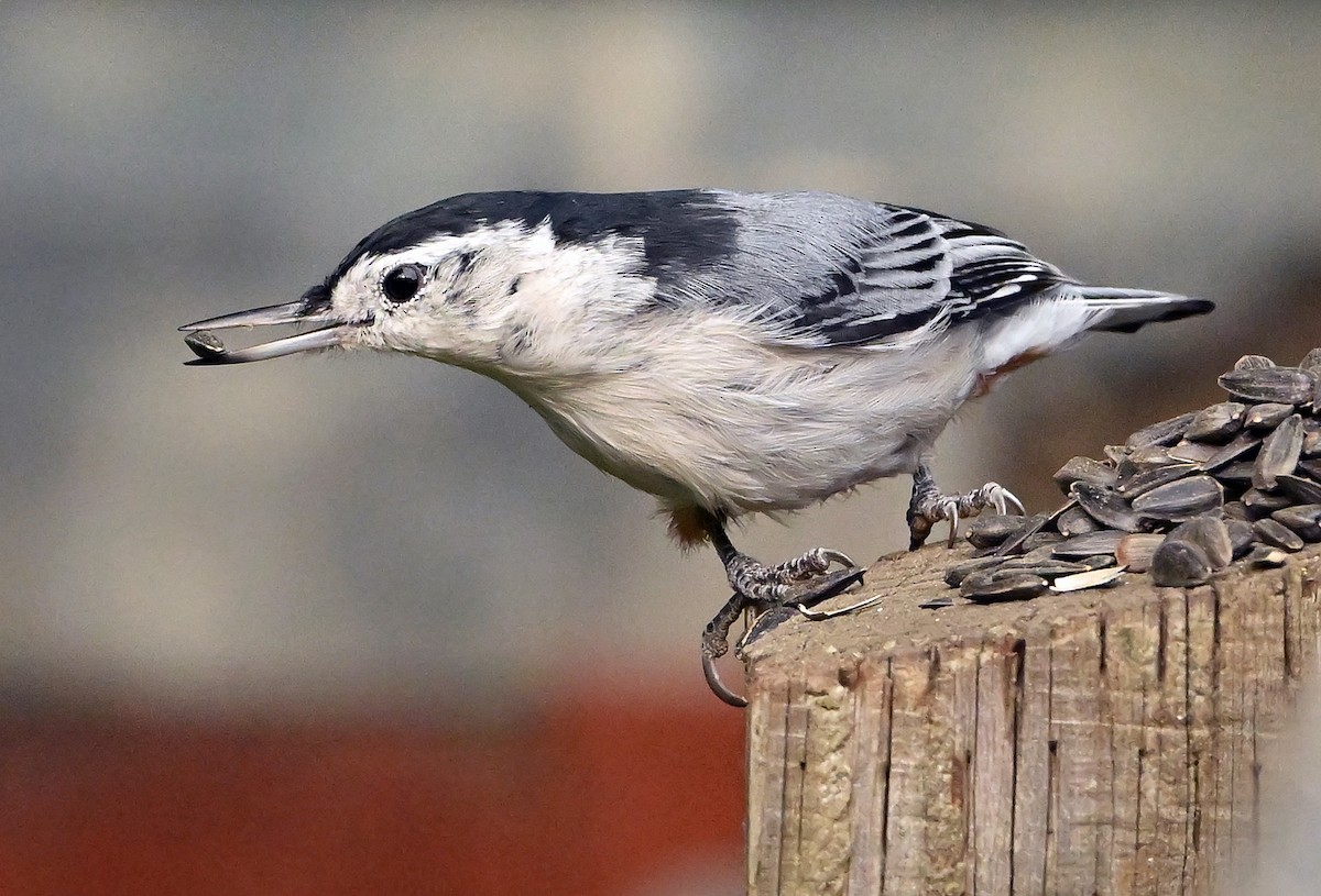 White-breasted Nuthatch - ML641928361