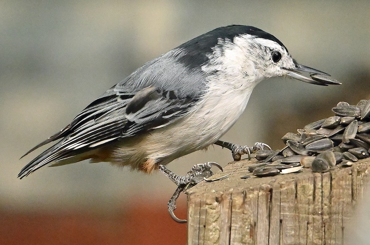 White-breasted Nuthatch - ML641928363