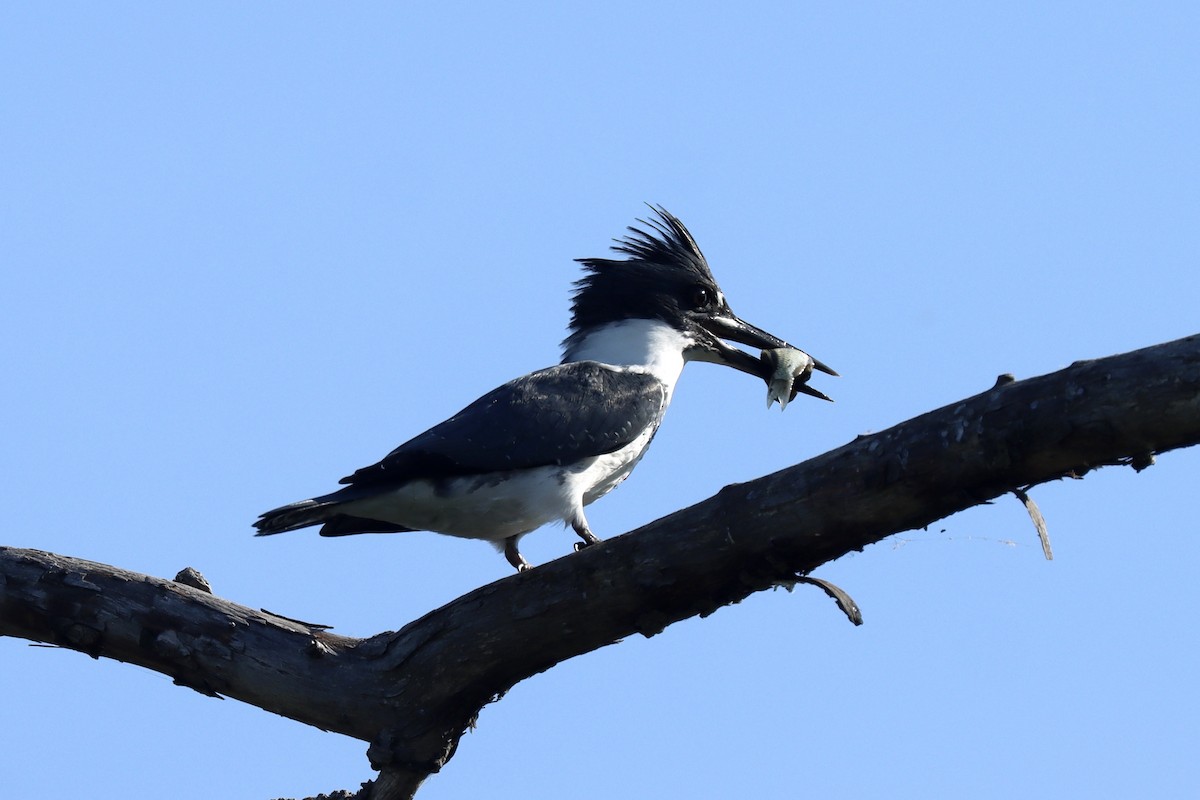Belted Kingfisher - ML641928366