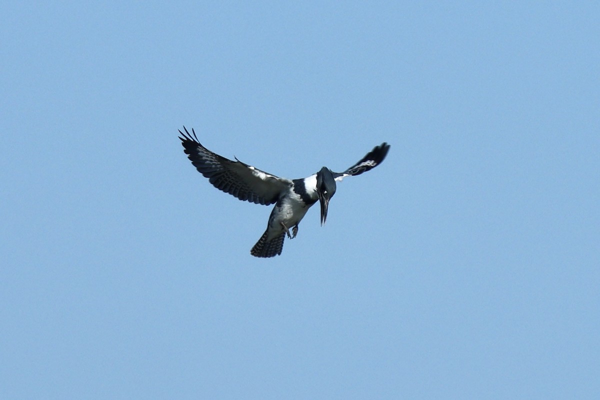 Belted Kingfisher - ML641928367