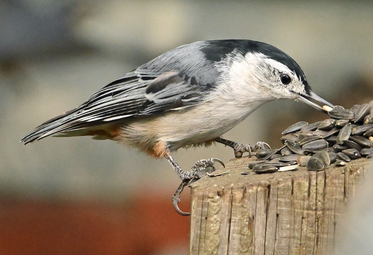 White-breasted Nuthatch - ML641928369