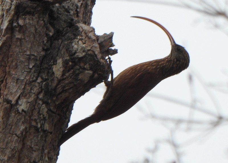 Red-billed Scythebill - ML641928370