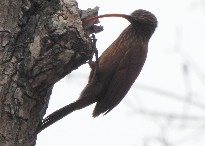 Red-billed Scythebill - ML641928371
