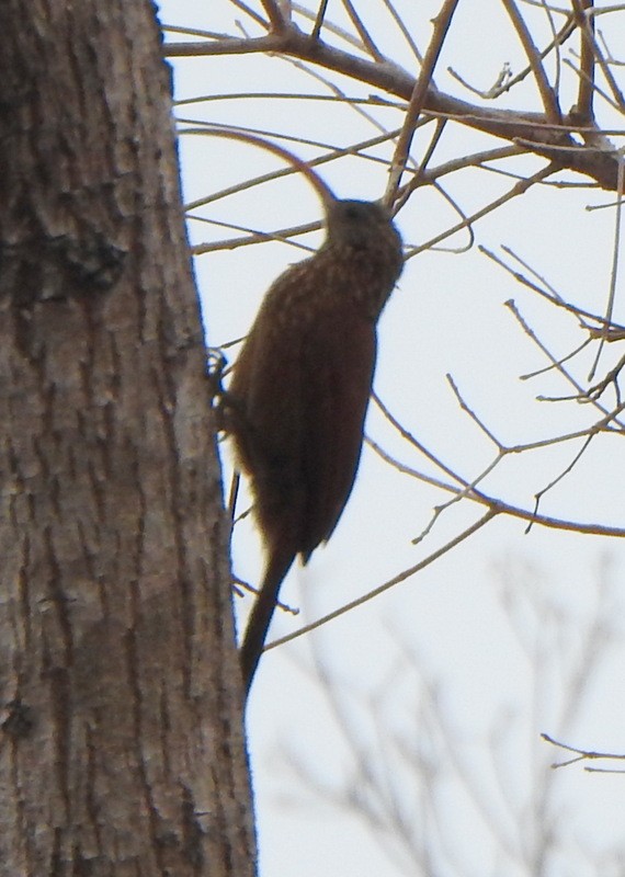Red-billed Scythebill - ML641928372