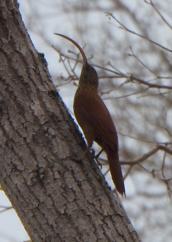 Red-billed Scythebill - ML641928373
