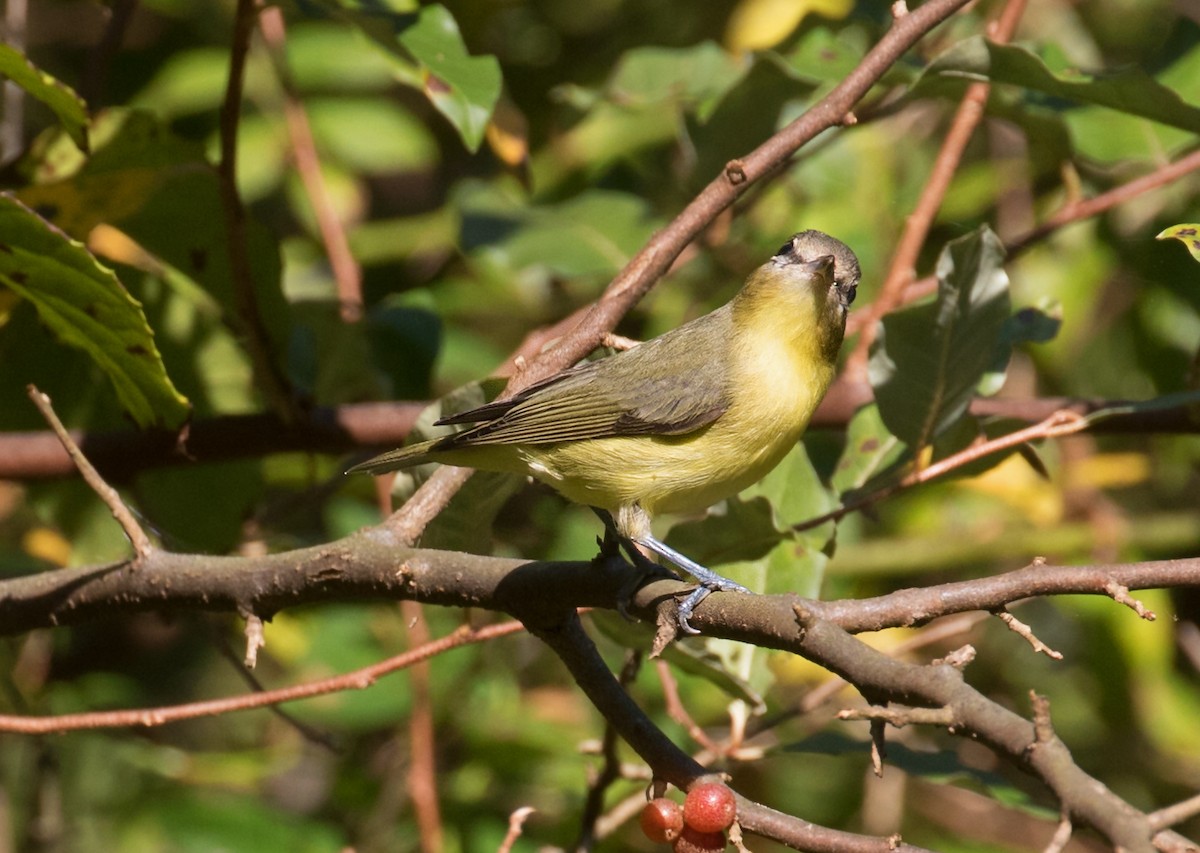 Philadelphia Vireo - ML641928374