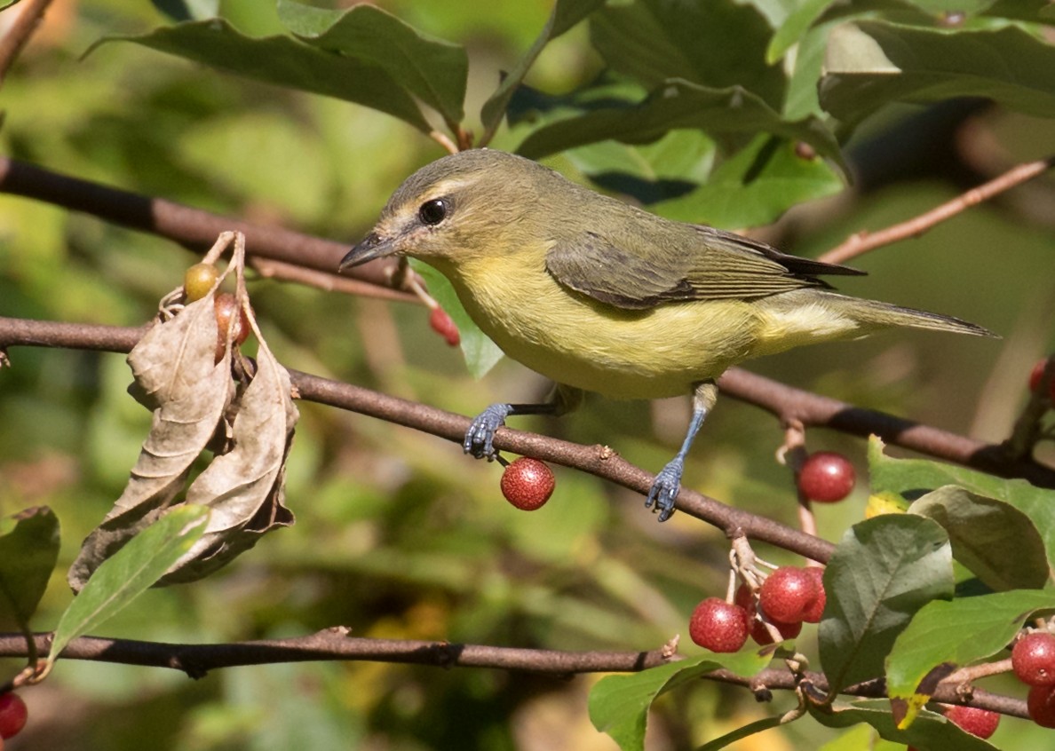Philadelphia Vireo - ML641928391