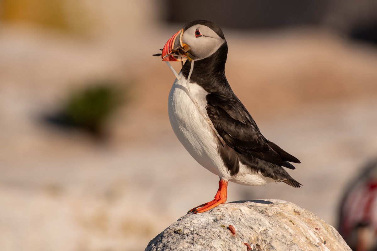 Atlantic Puffin - ML641928395