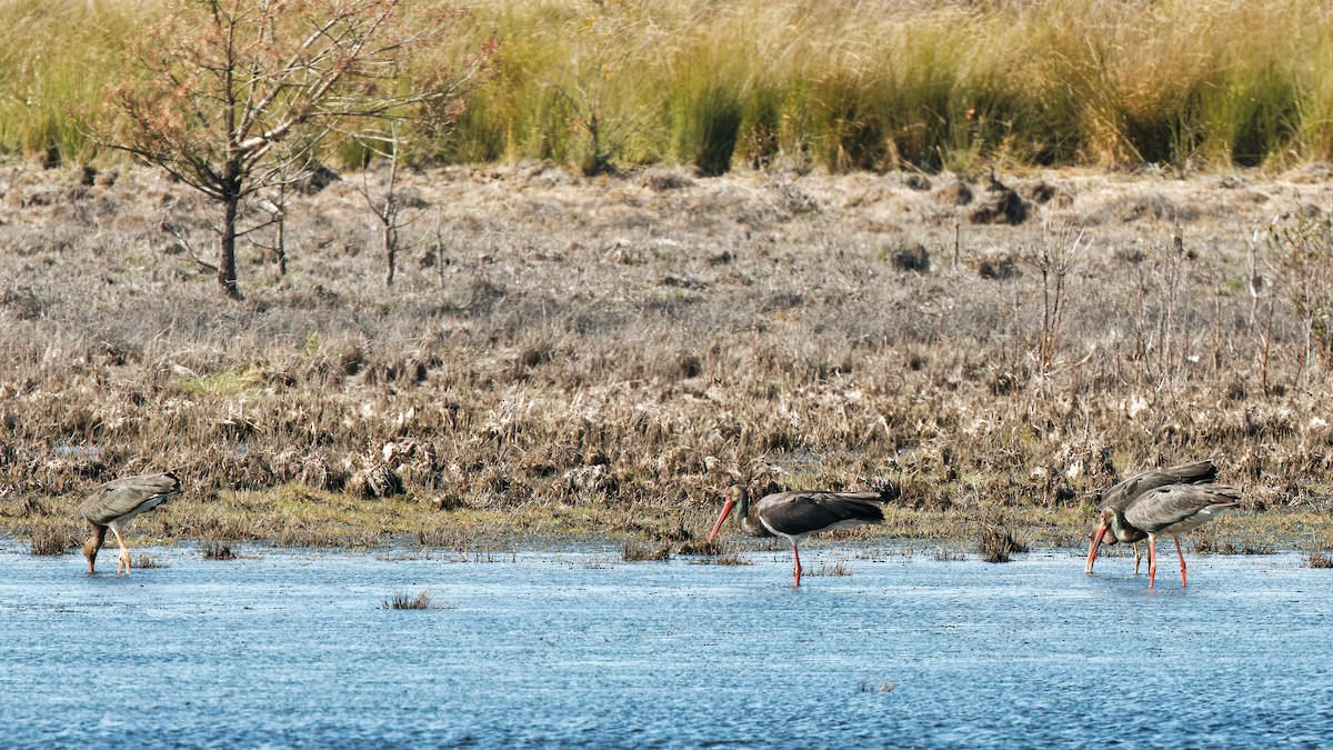 Black Stork - ML641928396