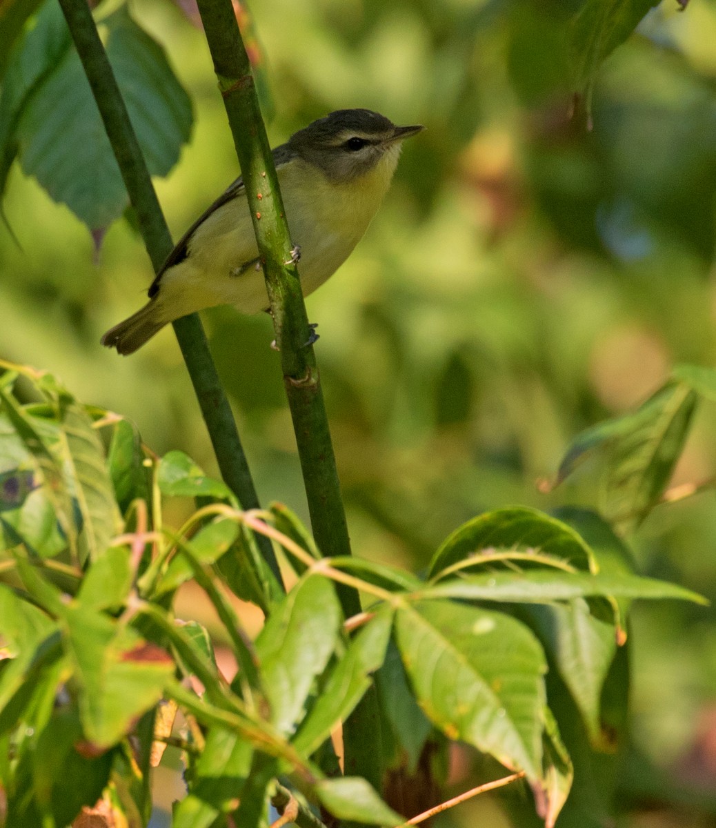 Philadelphia Vireo - ML641928397