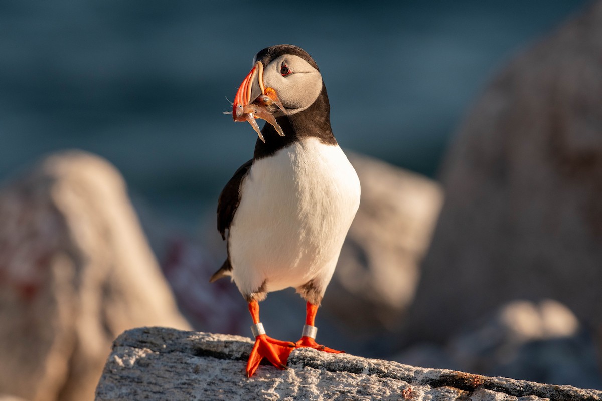 Atlantic Puffin - ML641928398