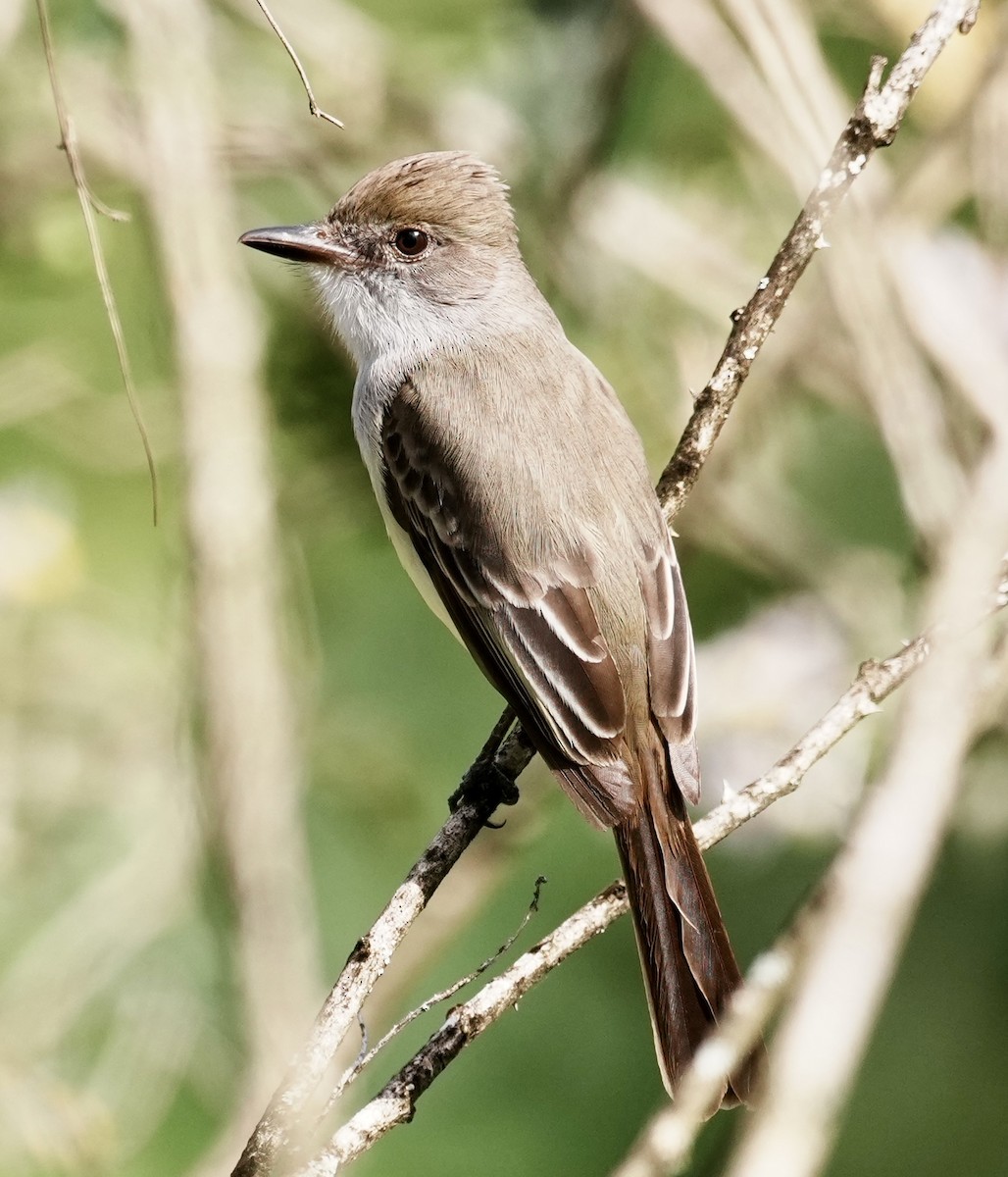 Swainson's Flycatcher - ML641928404