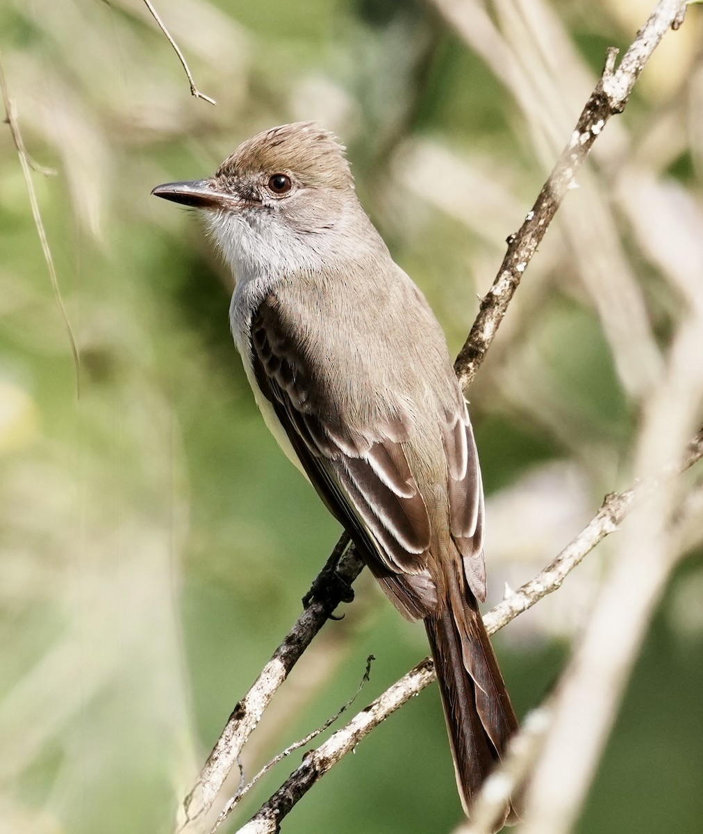 Swainson's Flycatcher - ML641928405