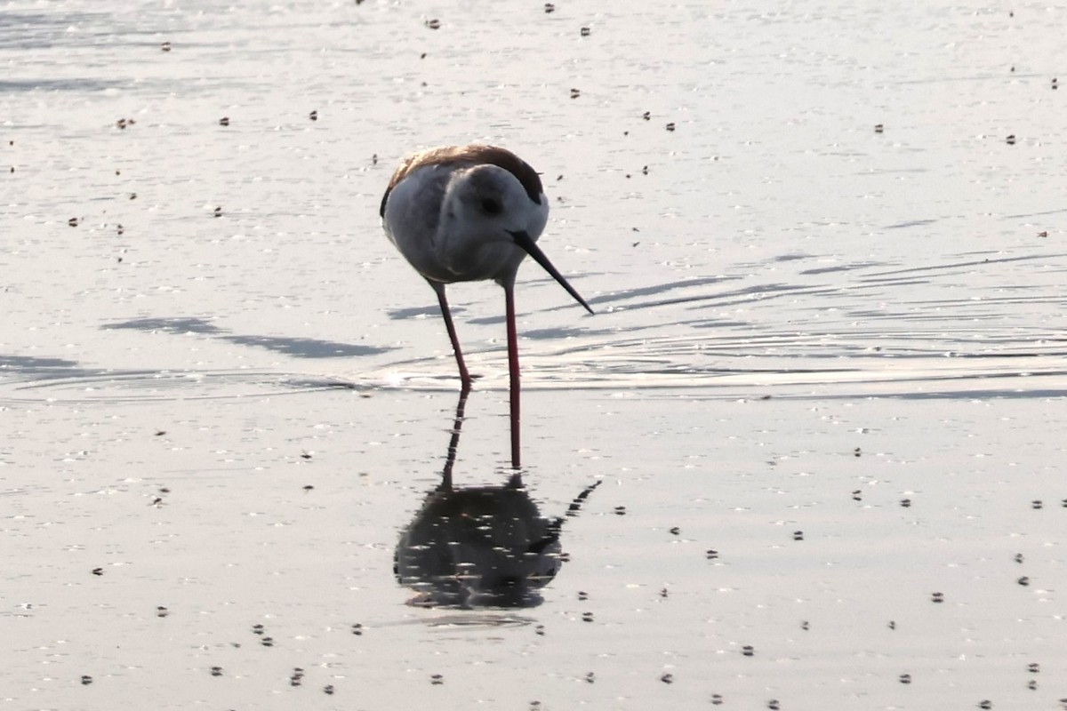 Black-winged Stilt - ML641928408
